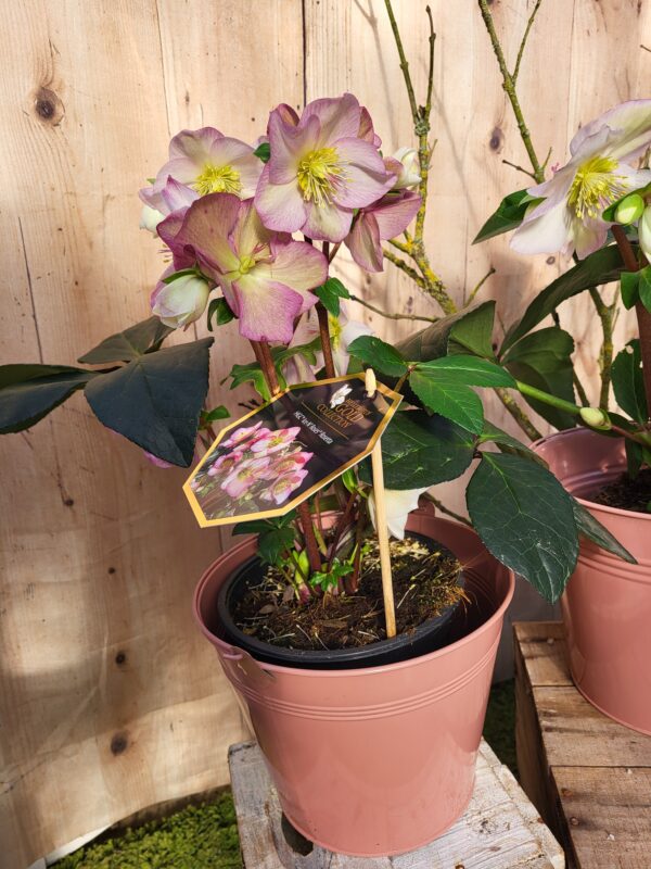 Hellebore