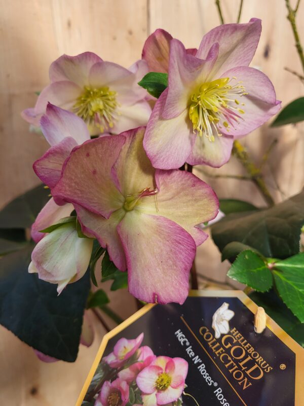 Hellebore – Image 3