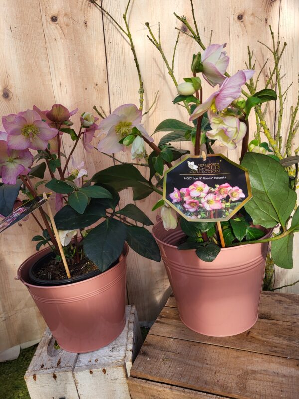 Hellebore – Image 4